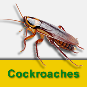 Cockroaches.fw