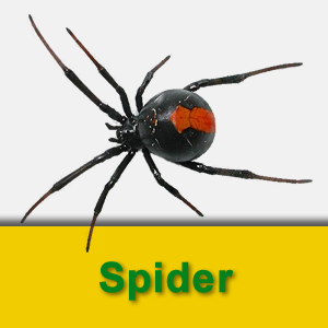 Spider.fw