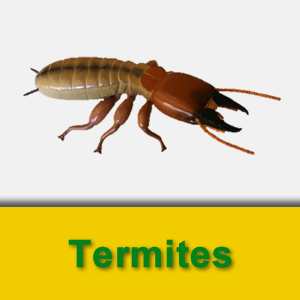 Termite.fw