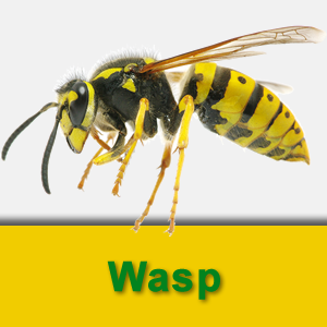 Wasp.fw