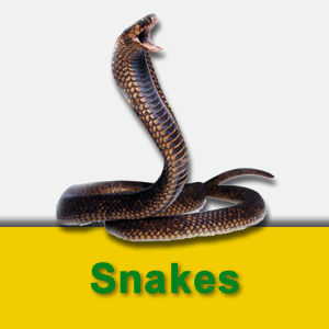 snakes.fw